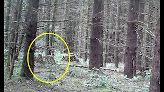 Bobcats Caught on Trail Cam