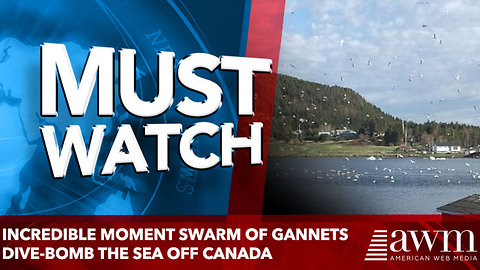 Incredible moment swarm of gannets dive-bomb the sea off Canada