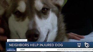 North Park neighbors give injured dog a second chance