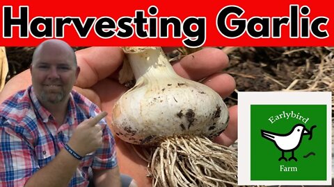 It's Time To Harvest My Garlic!