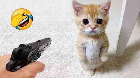 Cats Just Wanna Have Fun | The Ultimate Compilation of Funny Cat Videos | Rahul2310 |