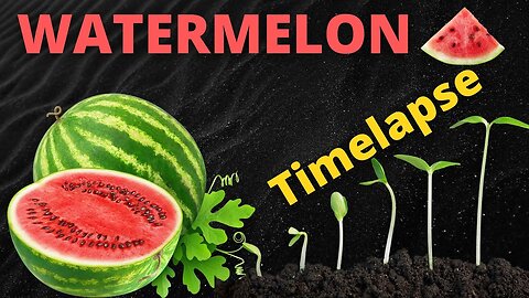 WATERMELON Plant GROWS from Seed Before Your Eyes in TIME LAPSE!