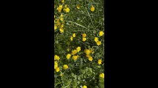 California Buttercup Flowers