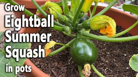 How to Grow Eightball Summer Squash from Seed in Containers | Easy Planting Guide