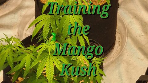 Training the Mango Kush #MarsHydro #TSW2000 #RootedLeaf