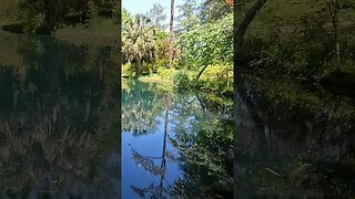 The Black Pond at Alfred B. Maclay Gardens State Park 08