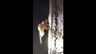 Cicada Earned Wings
