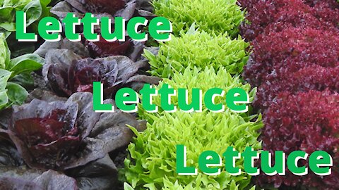 Grow more lettuce in less space and growing guide.