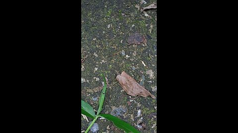 Dark bugs crawling on the ground