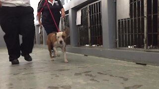 SOUTH AFRICA - Cape Town - SPCA rescues dog from a fighting ring. (Video) (fDP)