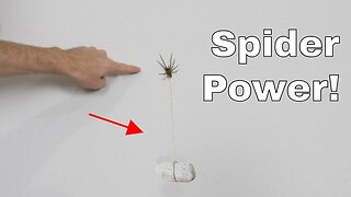How Much Weight Can a Spider Hold While Climbing on the Wall and Ceiling?