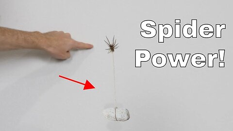 How Much Weight Can a Spider Hold While Climbing on the Wall and Ceiling?