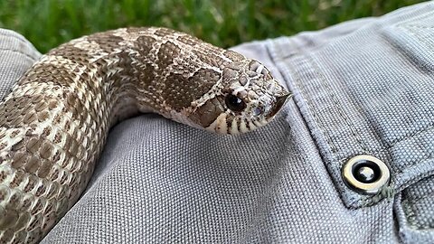 Cinder Pulled a fast One while I was Cleaning (Quick Hognose Snake Video)