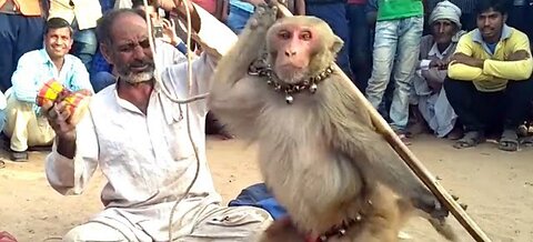 Monkey play game for public croud