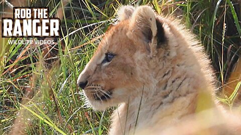 Lion Pride With Cute Cubs | Maasai Mara Safari | Zebra Plains