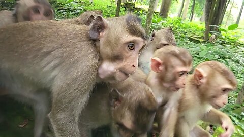 A group of monkey enjoying peanuts | feeding peanuts to the hungry monkey | monkey | animal