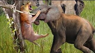 African Wildlife In Action! Warthog Tossing Leopard To The Air To Save Baby | Cheetah vs Wild Boar