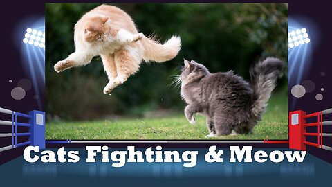 Cats Fighting and Meow Meow #Shorts