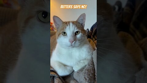 Butters cat says no!