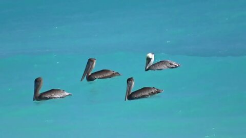 Pelicanos, Pelicano Pardo