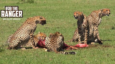 Five Cheetah Leave Impala To Lone Lioness | Maasai Mara Safari | Zebra Plains
