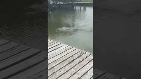 Snake gets hunted down by a sneaky Alligator