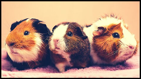 Close up of adorable😍 guinea-pig