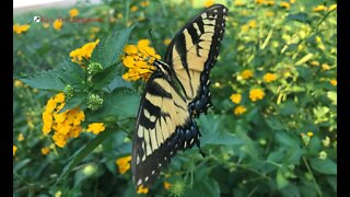 Southeast Texas Backyard Wildlife Garden 86