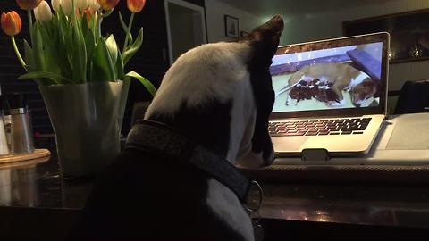 Dog fascinated by video of newborn puppies on laptop