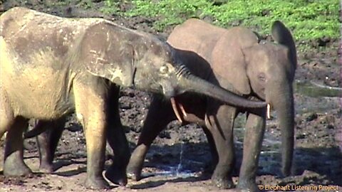 Young female elephants care for a lost calf