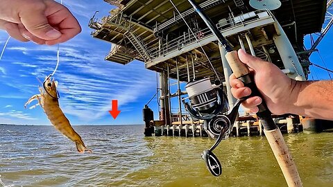 I Tossed a LIVE! SHRIMP Under This GAS RIG and CAUGHT THIS!
