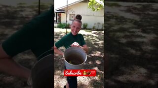 Jenny’s SUPER EXCITED about bucket harvesting wild BLACK WALNUTS! 🧑‍🌾🌰❤️ #shorts #viral #tiktok