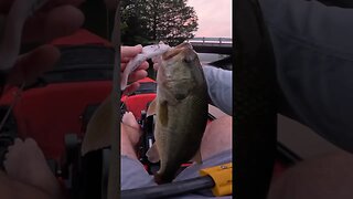 THIS is EXACTLY How You Want Them to EAT A BIG Swimbait #bassfishing #swimbaitfishing #kayakfishing