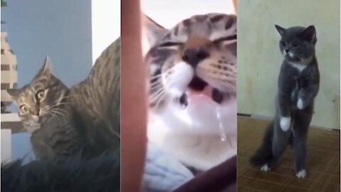 Best Funny Cat Videos 🤓 Cat Videos Compilation