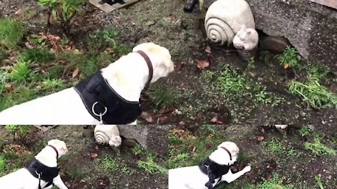 Startled pup barks at giant rock snail