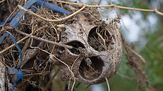 Monkey skulls tied to a tree in Nagaland, Northeast India