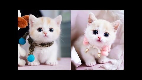 Cute Cats _ Baby Cats Funny Video Compilation #4