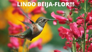 Beija-Flor uma Lindeza!!!