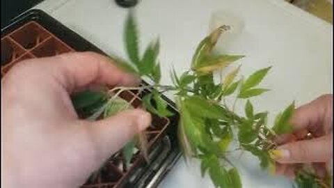 Cloning cannabis technique I developed years ago with over 90% success