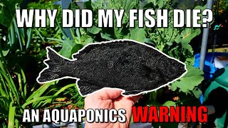 Why Did My Fish Die? An Aquaponics Warning