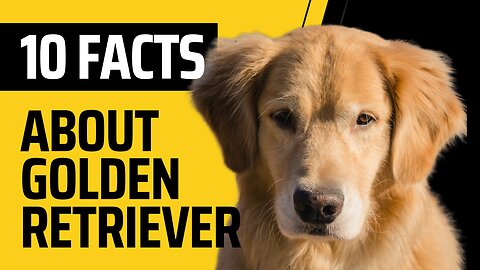 Before you adopt and buy golden retriever you need to watch this.