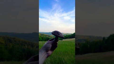 Mushroom picking in Poland (100 degrees)