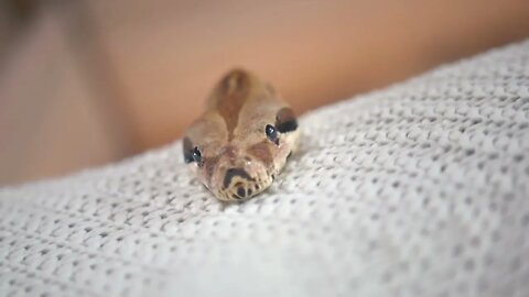 Head of python lying on the bed