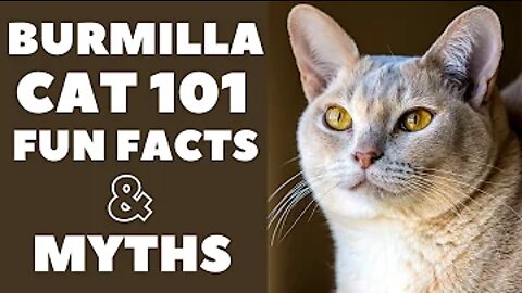 Burmilla Cats 101 : Fun Facts & Myths