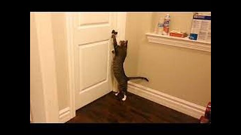 Clever Cats Opening Doors