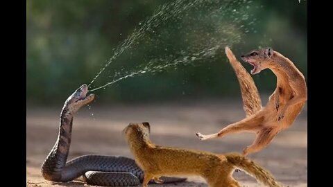 Cobra Fight again Deference Animals