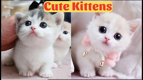 Cute kitten's Funny And Cutest Cats videos Compilation 2023 #8