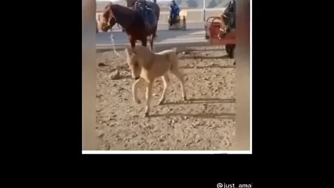 Amazing Horse baby action