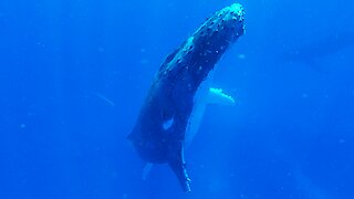 Sleeping humpback whale slowly surfaces beside thrilled swimmers