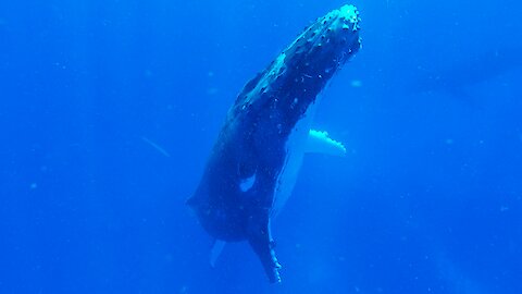 Sleeping humpback whale slowly surfaces beside thrilled swimmers